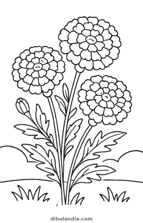 Flores de cempasúchil, dibujo en blanco y negro para colorear