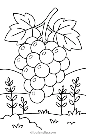 Uvas, dibujo en blanco y negro para colorear